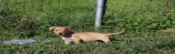 Pitbull cani in vendita: Cuccioli Pit Bull con Pedigree anche a rate - Annuncio 39