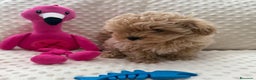 Meticcio cani in vendita: Bellissimi Maltipoo Mini F1 - Annuncio 1