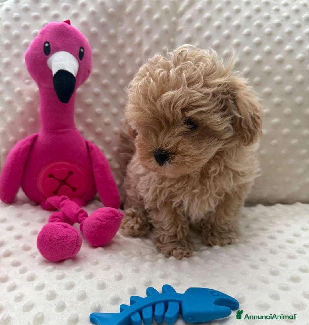 Meticcio cani in vendita: Bellissimi Maltipoo Mini F1 - Annuncio 1