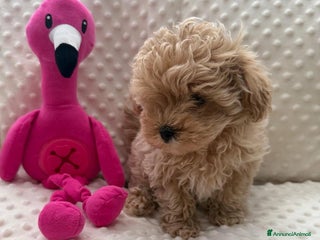 Meticcio cani Bellissimi Maltipoo Mini F1 - Annuncio 13