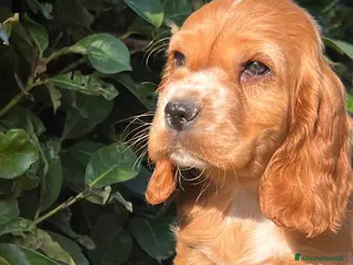 Cocker cani Cucciolo Cocker Spaniel maschio fulvo – 3 mesi - Annuncio 1