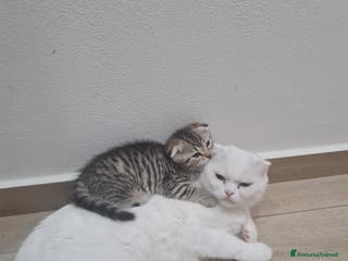 British gatti Gattini brithis scottish fold e straight - Annuncio 14