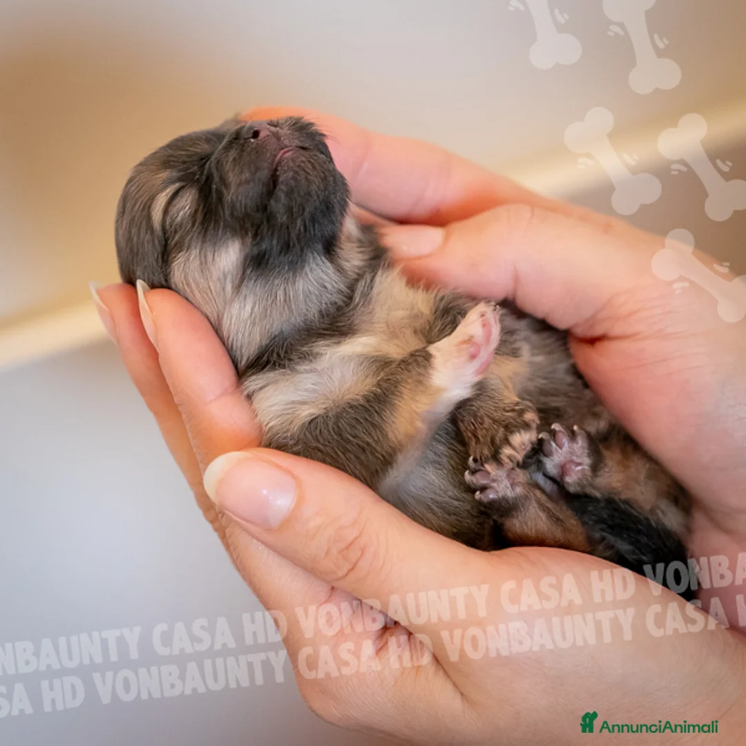 Volpino Pomerania cani in vendita: Cuccioli Spitz Nano di Pomerania - Annuncio 13