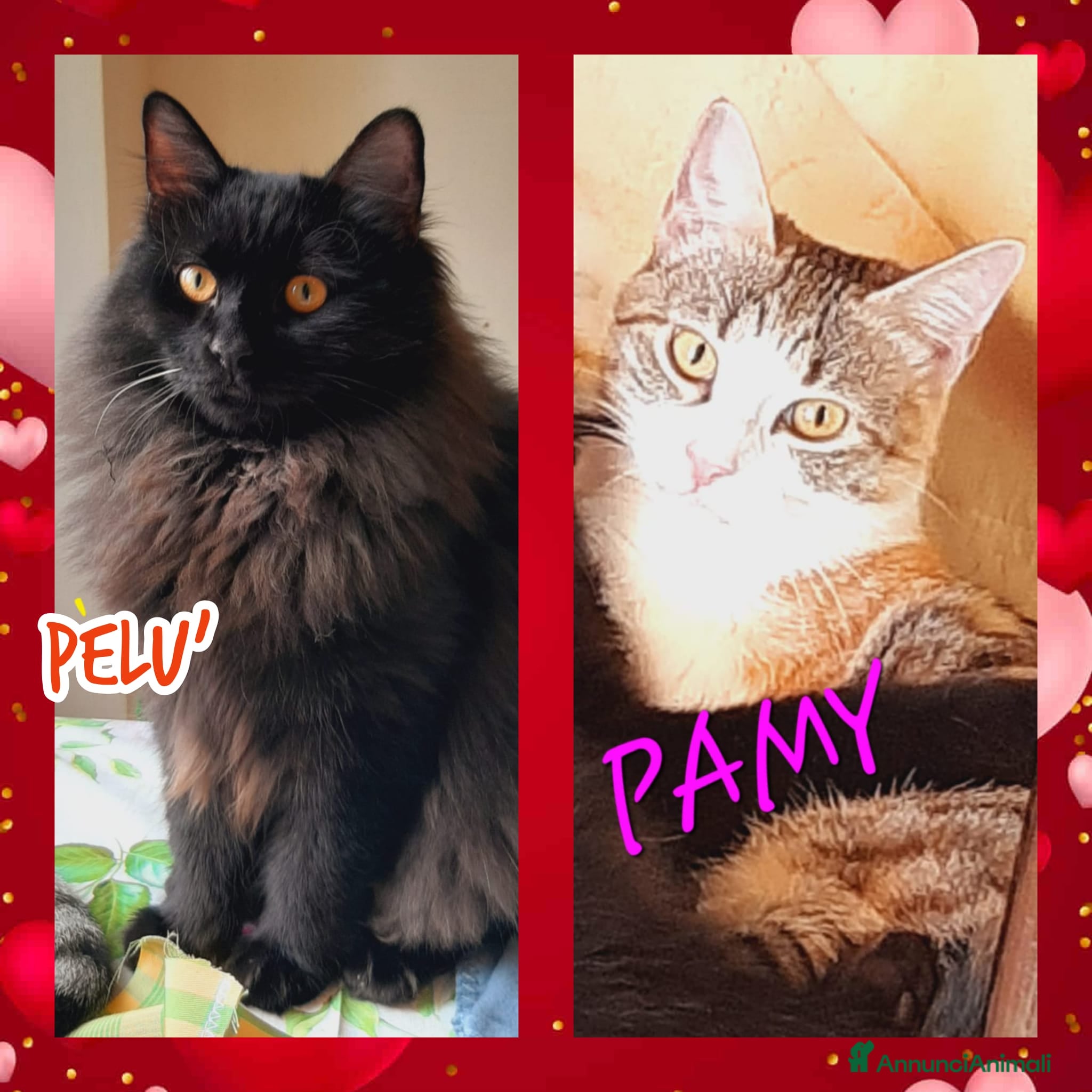 Europeo gatti Pamy e #Pelu'   - Annuncio 40