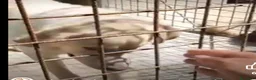 Meticcio cani in regalo: 2anni occhi ambra tg grande era liberoSOS CAMPANIA - Annuncio 7