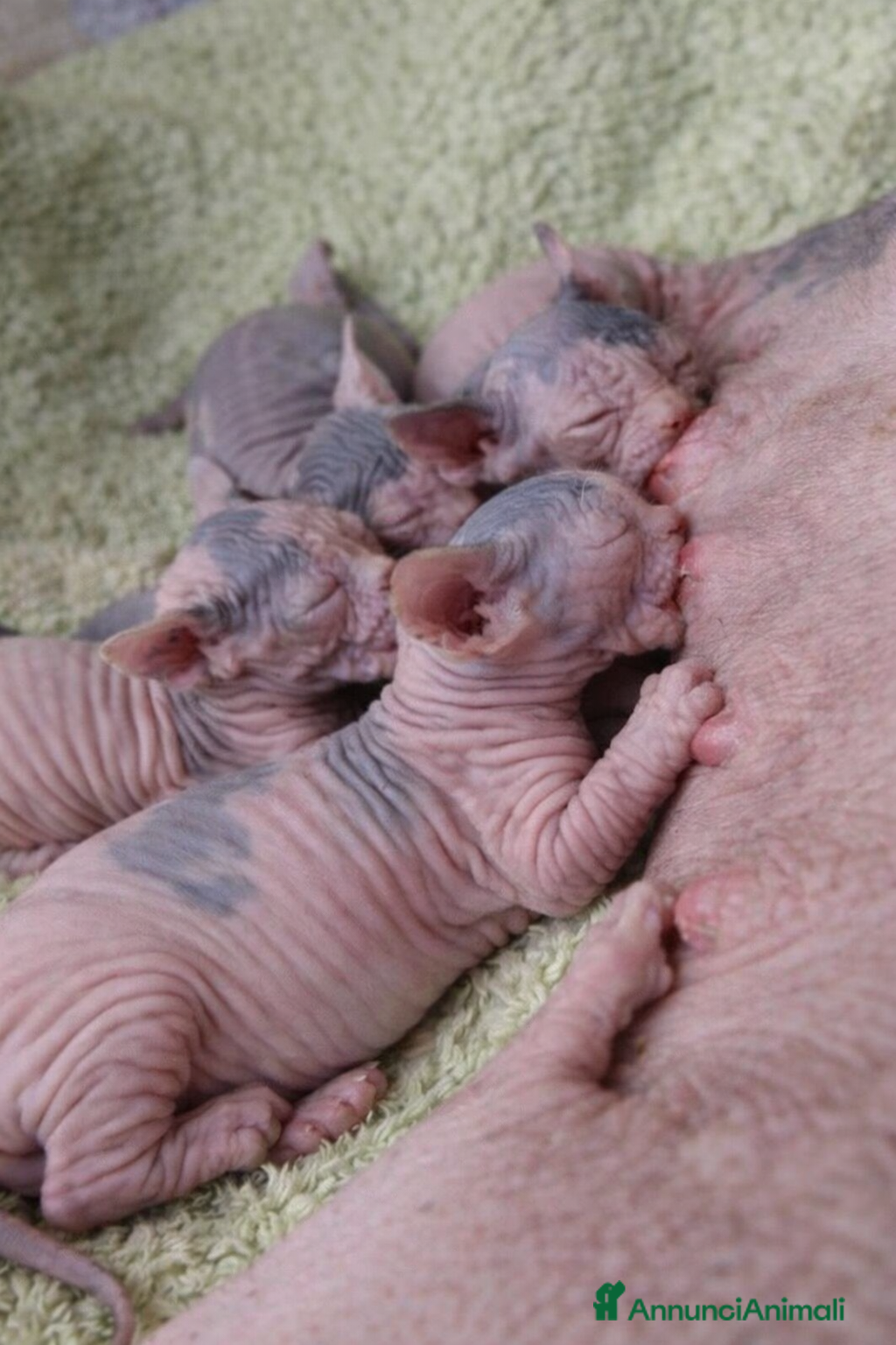 Sphynx gatti Prossima nascita cuccioli sphynx  a Città metropolitana di Milano - Annuncio 3