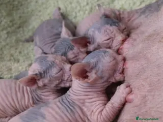 Sphynx gatti Prossima nascita cuccioli sphynx a Città metropolitana di Milano - Annuncio 3