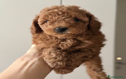 Barboncino cani in vendita: Barboncino piccolo nanetto  - Immagine 6