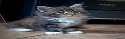 Maine Coon gatti in vendita: Cucciola Maine Coon - Annuncio 4