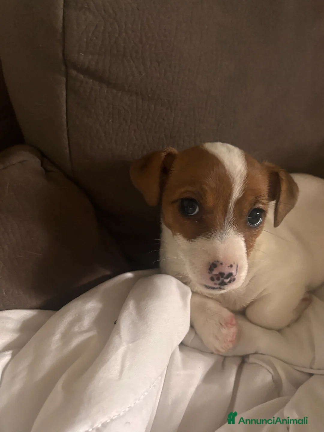 Jack Russell cani in vendita: Jeck Russell  - Annuncio 2