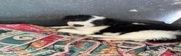 Meticcio cani in regalo: Due cuccioli, taglia media!  - Annuncio 3