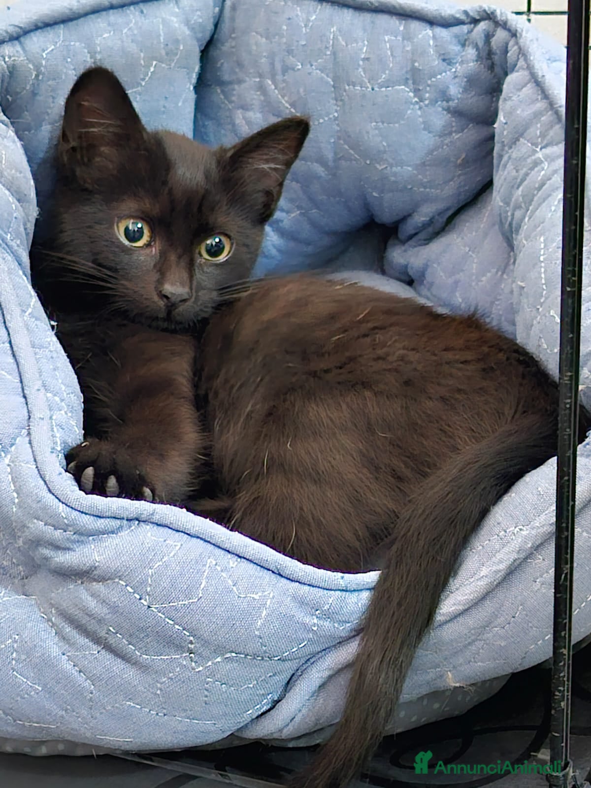 Altre razze gatti XENA CERCA CASA 🏡  - Annuncio 1