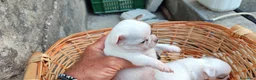 Chihuahua cani in vendita: Chihuahua toy a Libero consorzio comunale di Siracusa - Annuncio 8