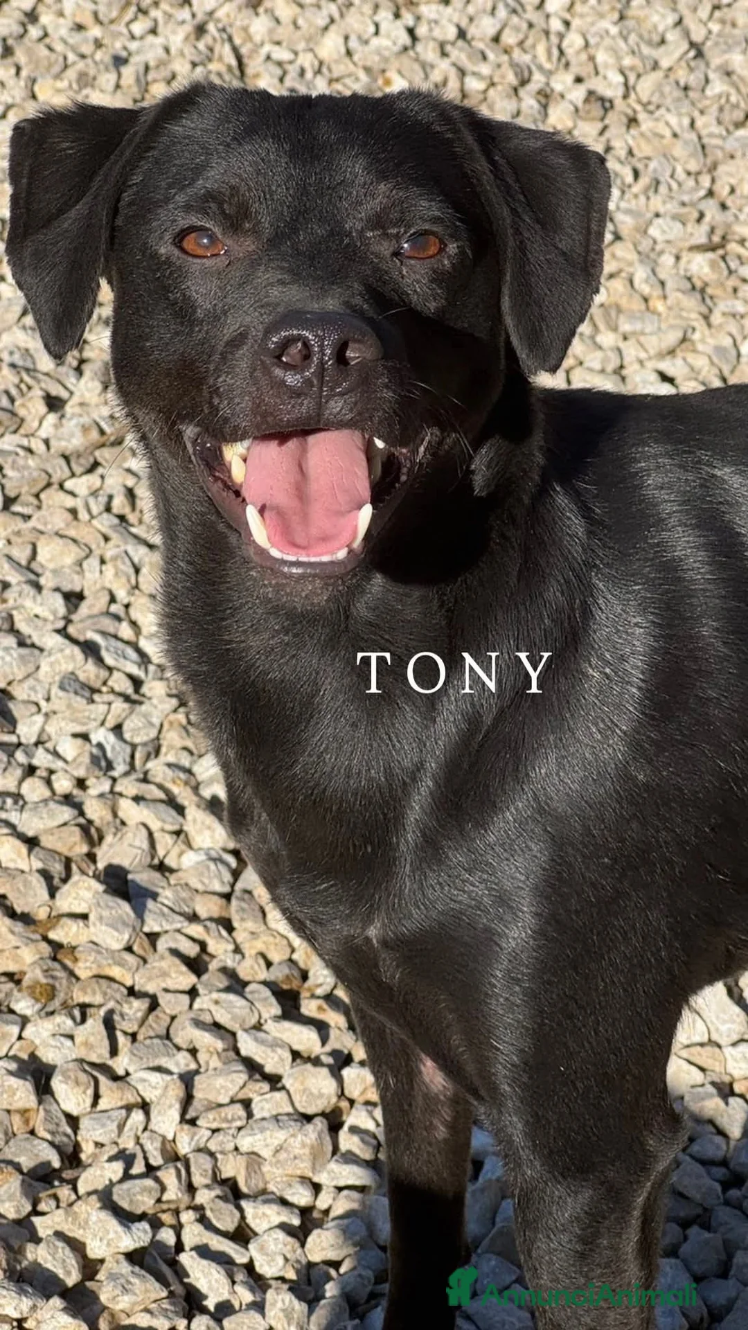 Meticcio cani in regalo: Cani TOTAL BLACK: i cani invisibili!  - Annuncio 13