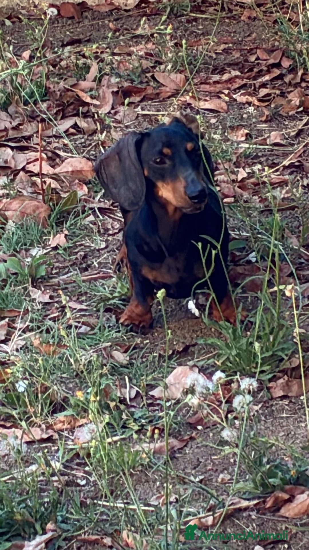 Bassotto cani in regalo: Bassotta cerca famiglia a Provincia di Campobasso - Annuncio 2