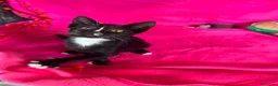 Meticcio gatti in regalo: Gattina dolcissima  - Annuncio 4
