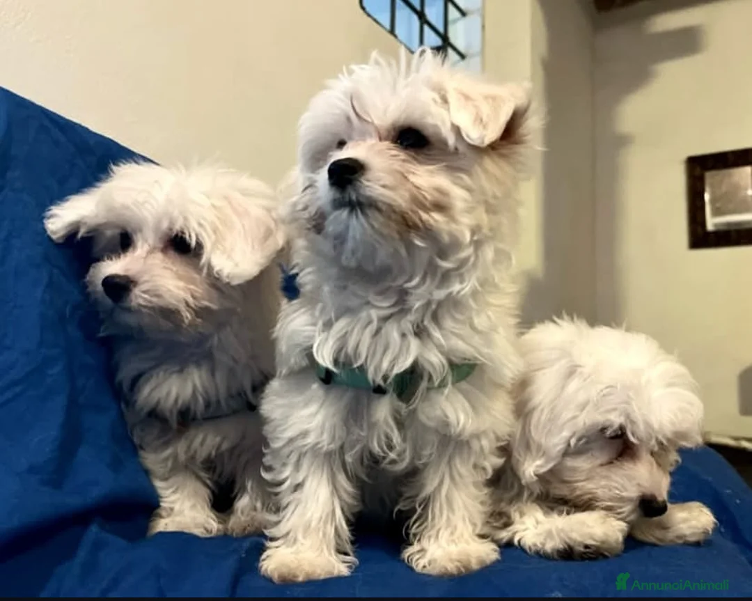 Immagine della galleria {{count}}