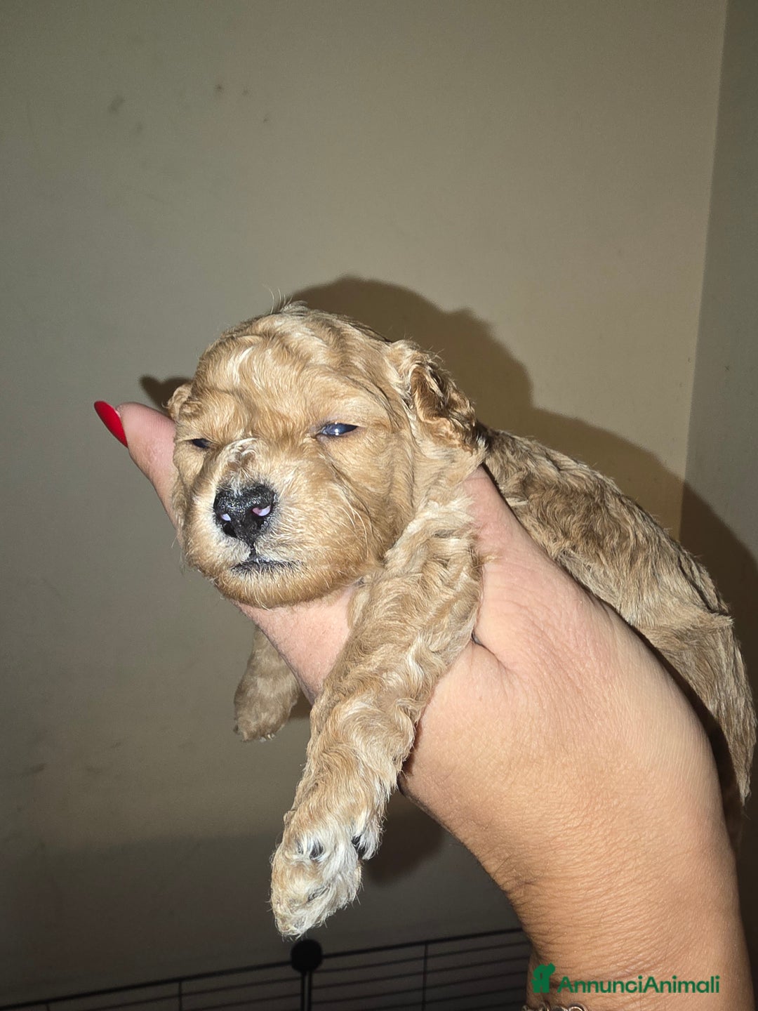 Barboncino Toy cani in vendita: VENDO CUCCIOLI DI BARBONCINO TOY - Annuncio 17