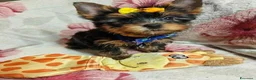 Meticcio cani in vendita: ✨Splendidi Yorkshire Terrier✨ - Annuncio 31