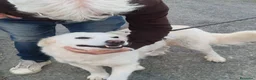 Meticcio cani in regalo: Fatima dolcissima e bravissima con tutti a Città Metropolitana di Firenze - Annuncio 5