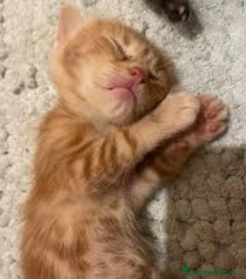 Europeo gatti 4 GATTINI ARANCIONI  - Annuncio 2