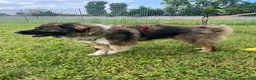 Meticcio cani in regalo: PRUGNA STUPENDA CAGNOLONA - Annuncio 15