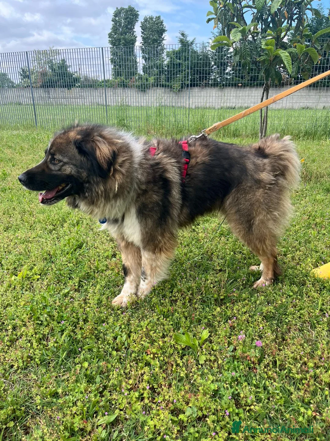 Meticcio cani in regalo: PRUGNA STUPENDA CAGNOLONA - Annuncio 15