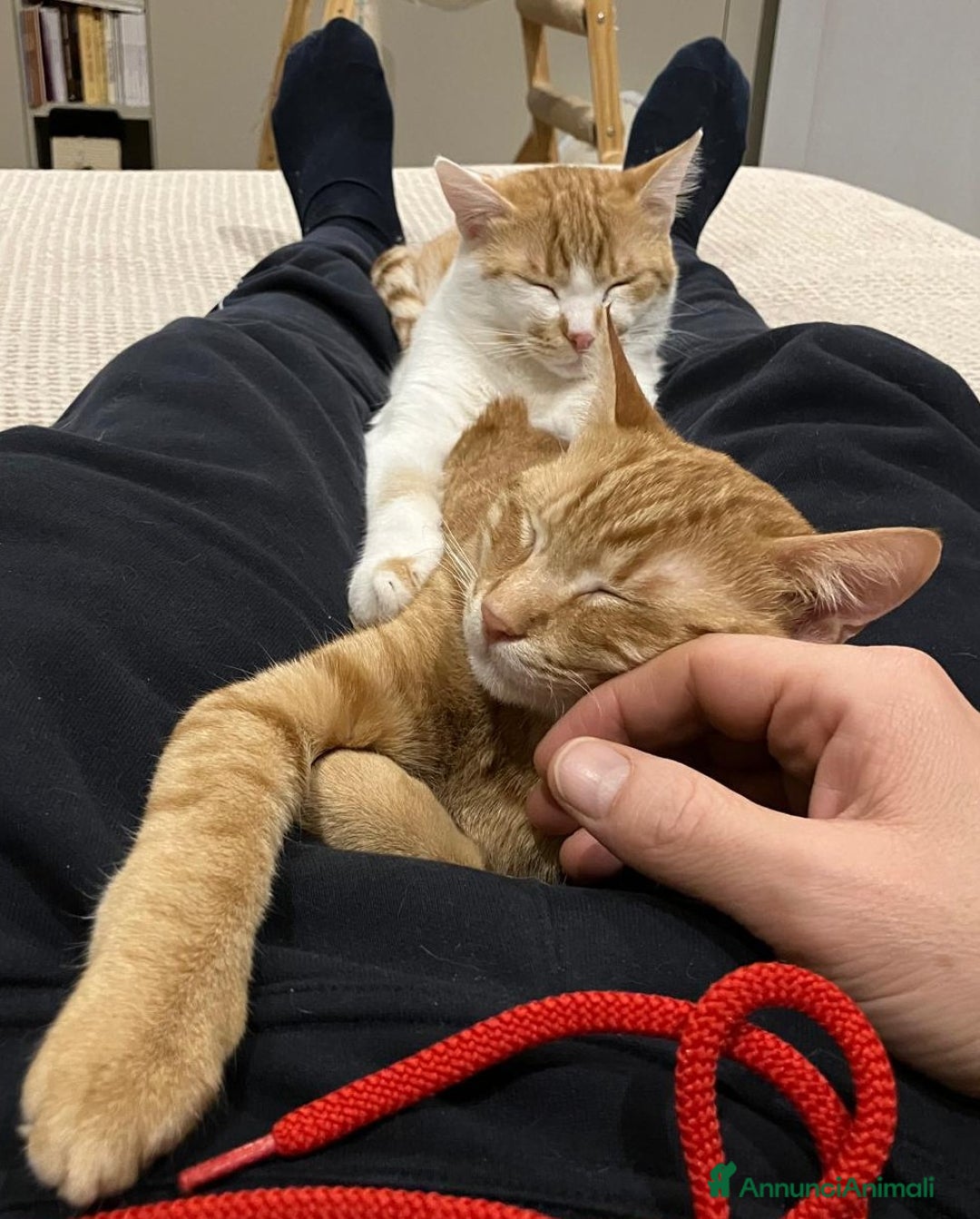 Europeo gatti in regalo: Petra e Miniato dolci rossini  - Annuncio 2