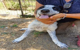 Meticcio cani in regalo: BERNA  a Provincia di Avellino - Immagine 3