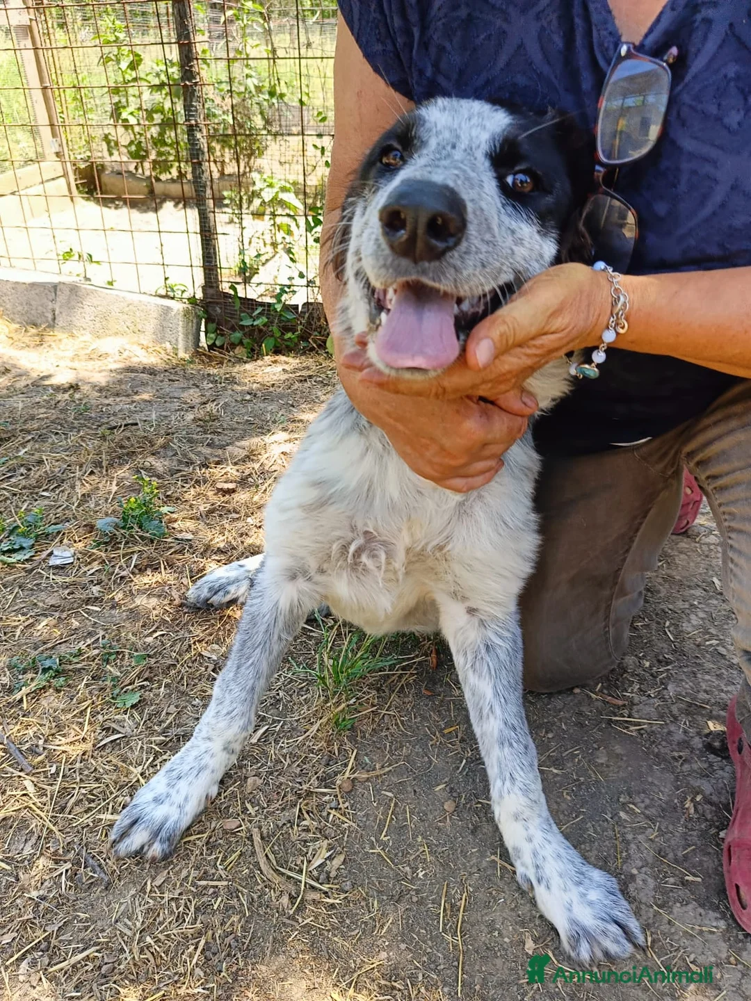 Meticcio cani in regalo: BERNA  a Provincia di Avellino - Annuncio 3