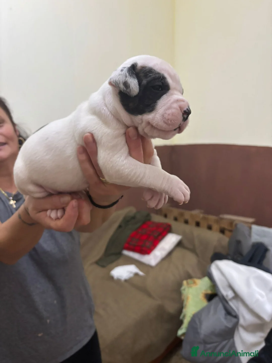 American Bully cani in vendita: BULLDOG AMERICANI - Annuncio 12