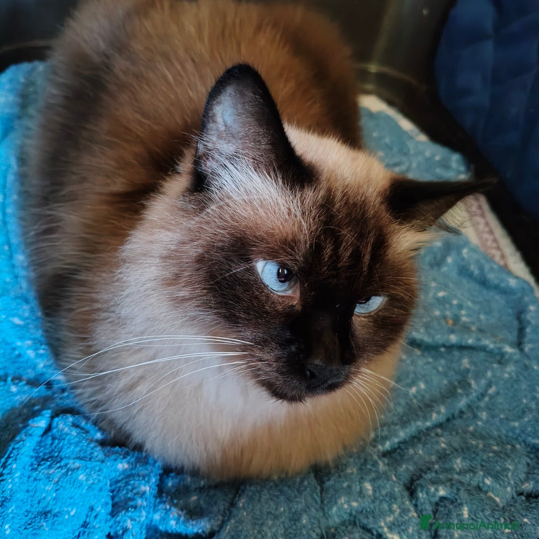 Siamese gatti in regalo: NARCISSA cerca casa ❤️ - Annuncio 3
