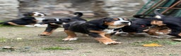 Grande Bovaro Svizzero cani in vendita: Disponibili cuccioli di grande bovaro svizzero - Annuncio 20