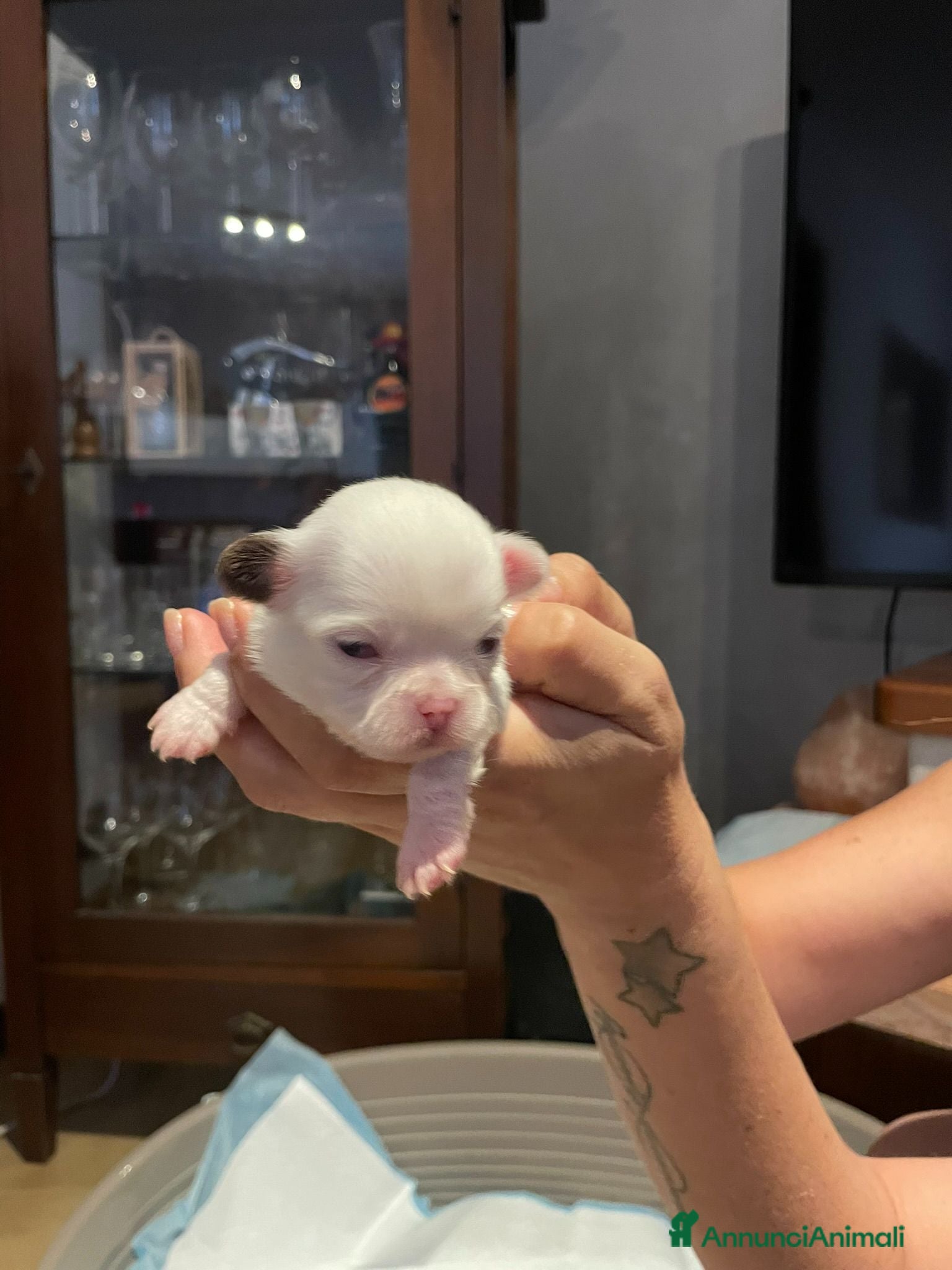 Chihuahua cani Cuccioli di chihuahua con pedigree - Annuncio 1