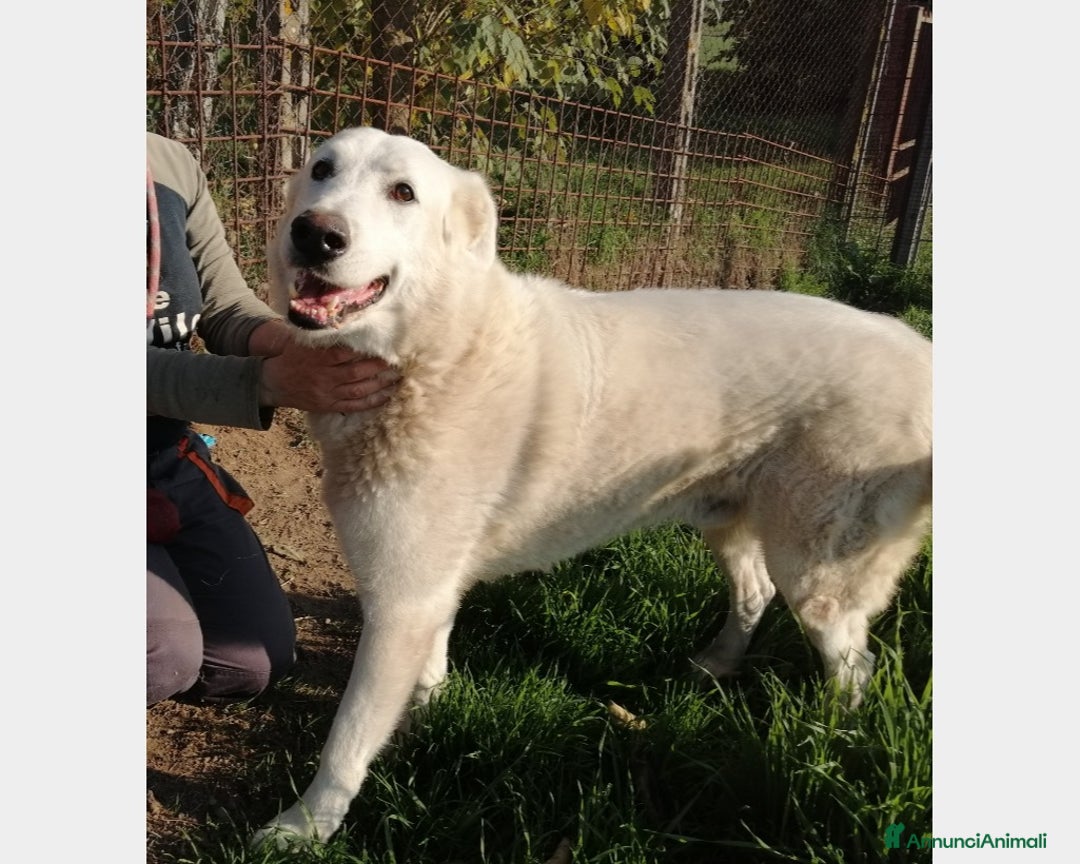Pastore Maremmano cani in regalo: ZAC dolcissimo maremmano cerca adozione a Roma - Annuncio 1