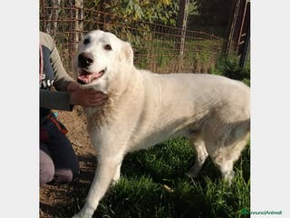 Pastore Maremmano cani ZAC dolcissimo maremmano cerca adozione a Roma - Annuncio 35