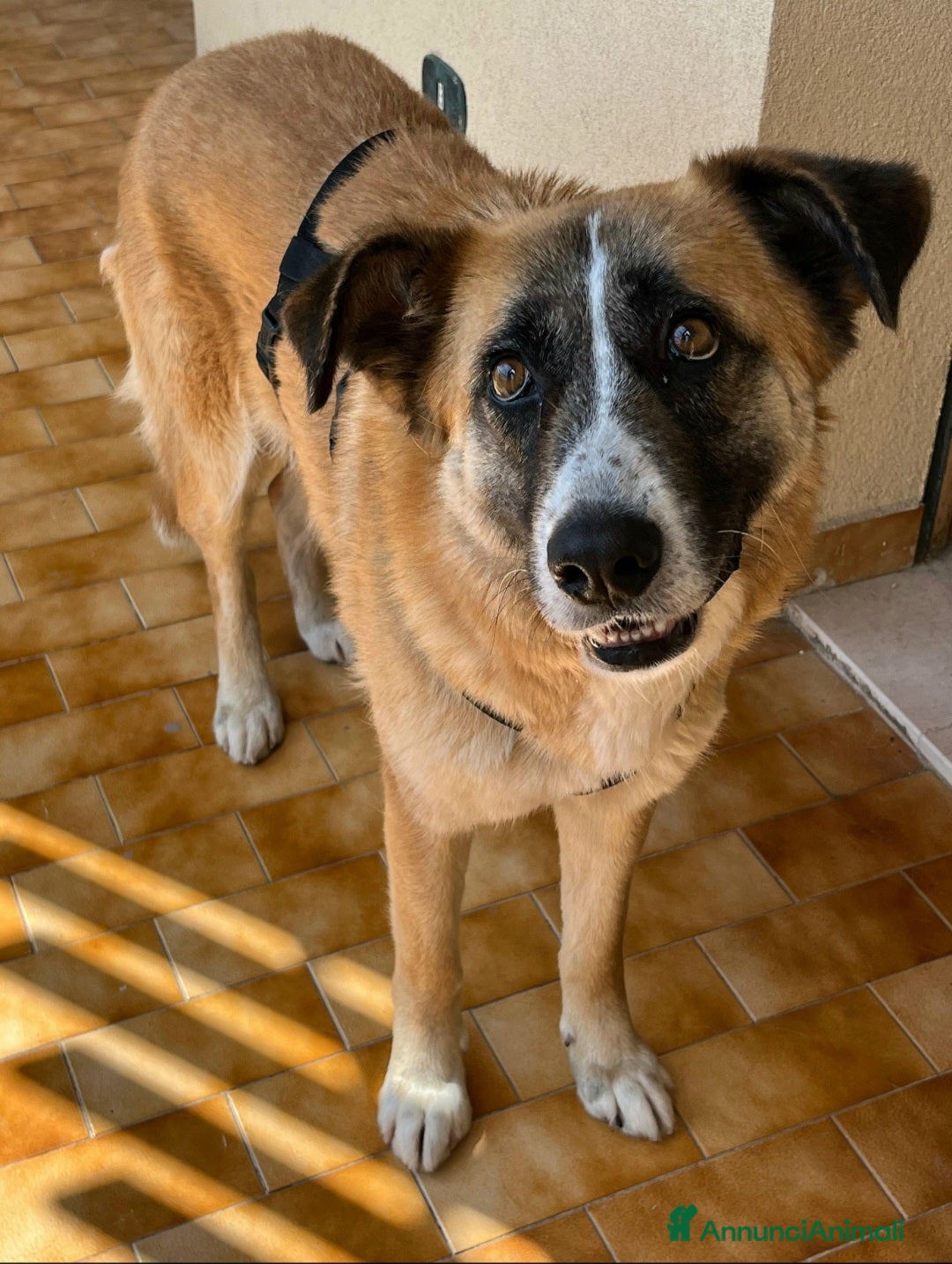 Meticcio cani Ambra 4 anni Taglia grande  - Annuncio 5