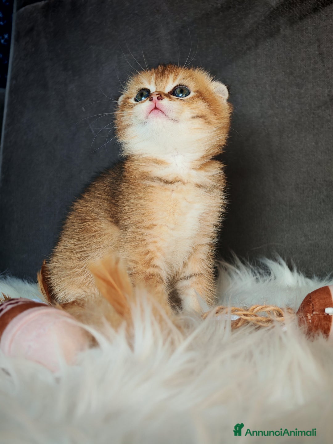 Scottish gatti in vendita: Scottish Fold - Immagine 8