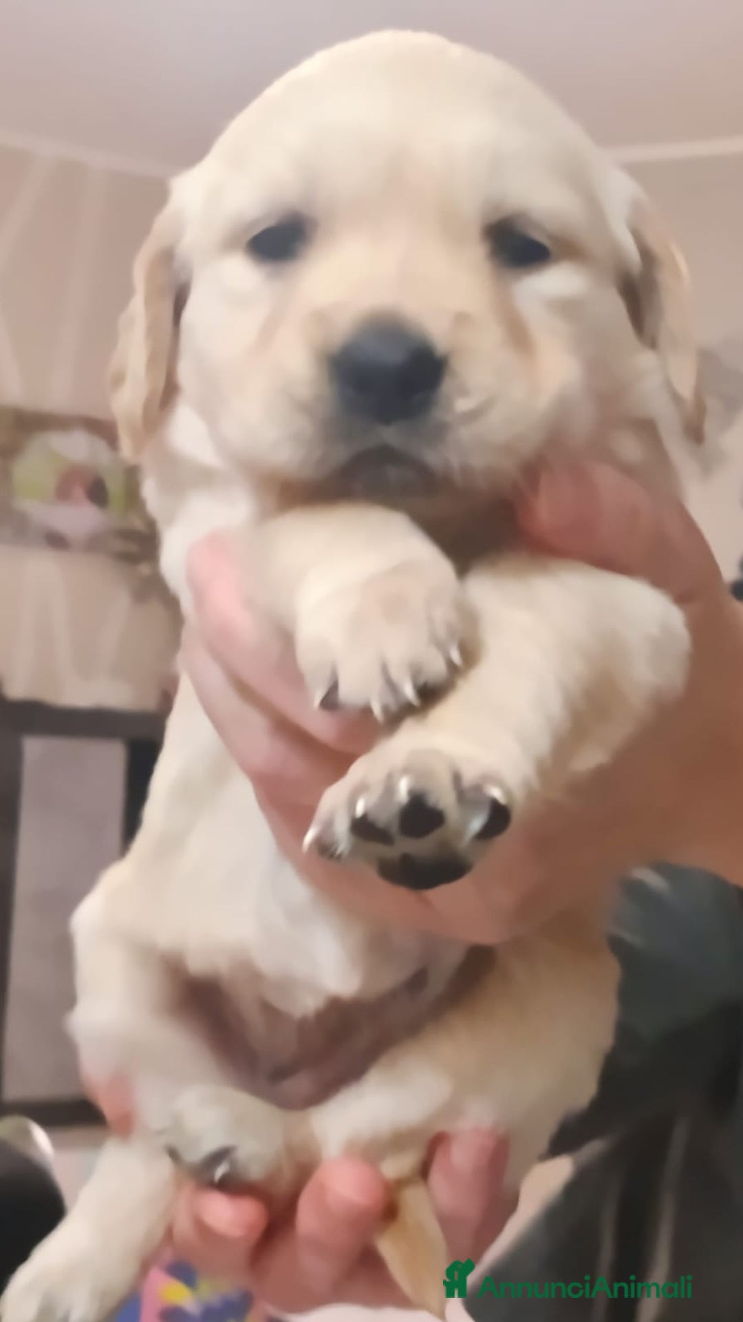 Golden Retriever cani in vendita: Cucciole Golden Retriever  - Annuncio 3