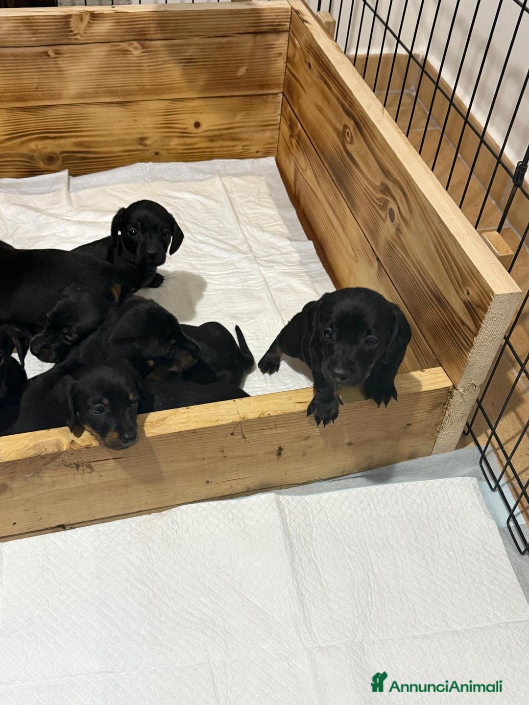 Bassotto cani in vendita: Bassotto  - Annuncio 8