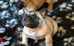 Bulldog Francese cani in vendita: Bulldog francese  a Provincia di Ascoli Piceno - Immagine 10