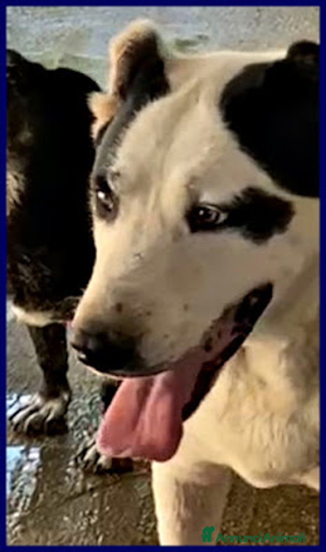 Meticcio cani in regalo: HOMER dolcissimo nonostante tutto - Annuncio 2