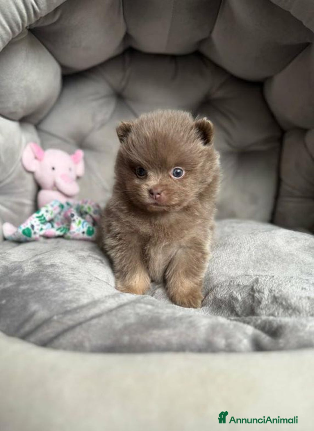 Volpino Pomerania cani in vendita: Bella ragazza pomerania lasciata - Annuncio 9