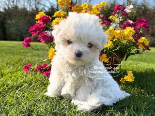 Maltese cani Cuccioli Maltese ENCI - Annuncio 2
