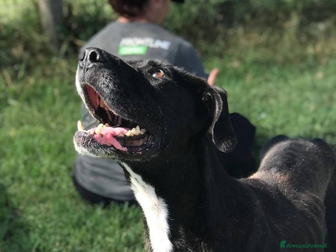 Meticcio cani in regalo: Dolce Nestore super  bisognoso di adozione a Provincia di Latina - Annuncio 2