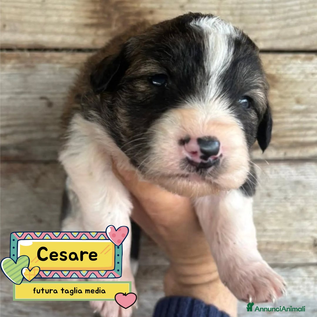 Meticcio cani in regalo: CESARE dolce cucciolo futura taglia media adozione - Annuncio 1
