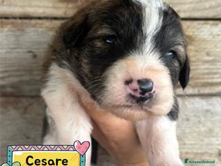 Meticcio cani CESARE dolce cucciolo futura taglia media adozione - Annuncio 20
