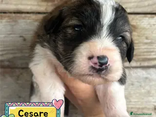Meticcio cani CESARE dolce cucciolo futura taglia media adozione - Annuncio 32