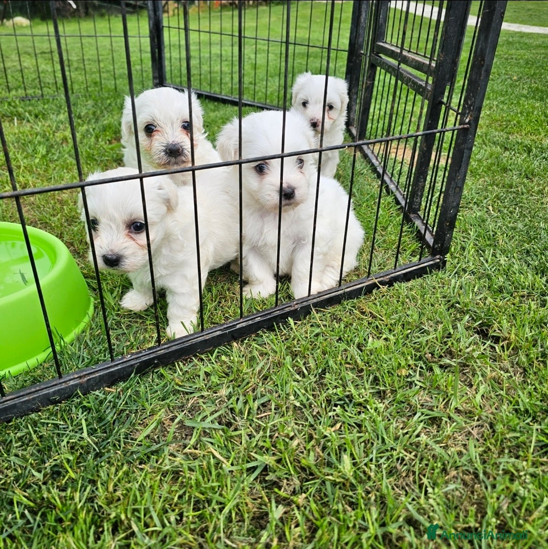 Maltese cani in vendita: Maltese - Annuncio 3