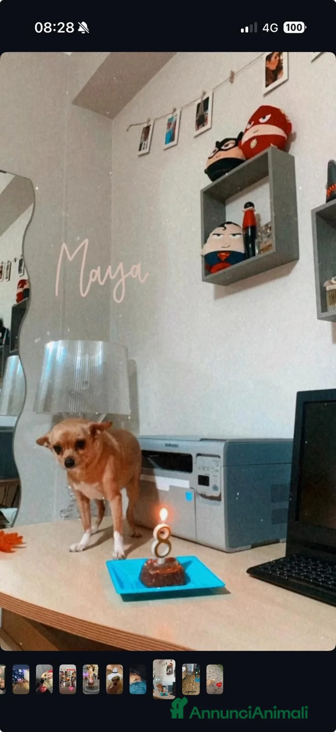 Chihuahua cani in regalo: Maya, Chihuahua in Canile a Rovigo - Annuncio 2